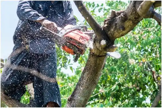 tree services James Island